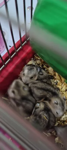 Hamster 