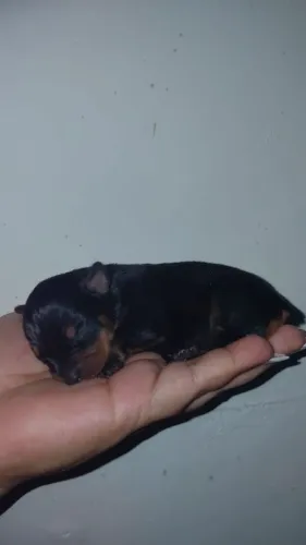 Cachorro