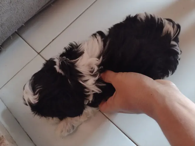 Shih Tzu filhote