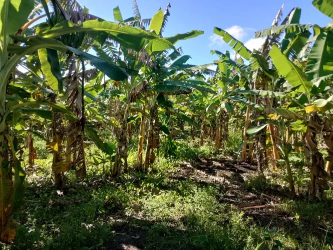 granja com 23,7 hectares em punau terra excelente para plantação e criação