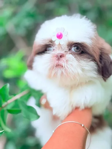 Shihtzu fêmea legítima mini