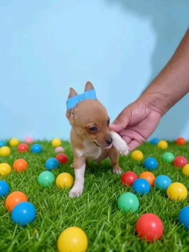 Pinscher Zero Chocolate Macho