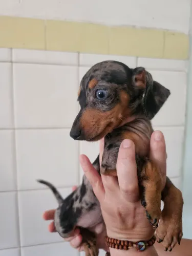 Dachshund arlequim fêmea Teckel 
