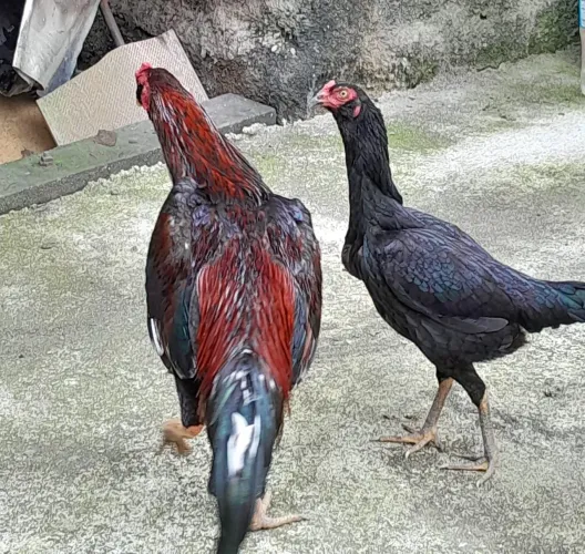 Vendo uma criação de galos e galinhas mestiços