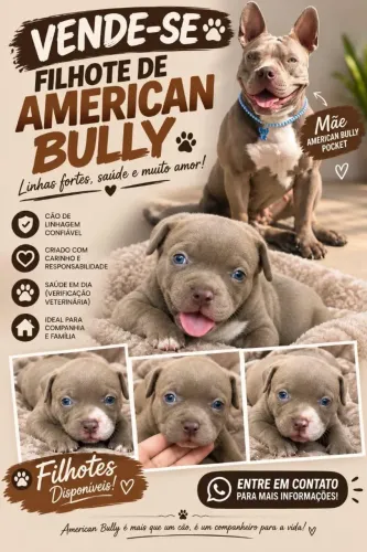 American bully