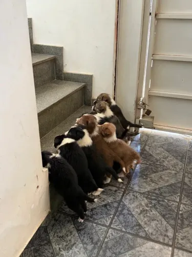 Filhotes de border collie 