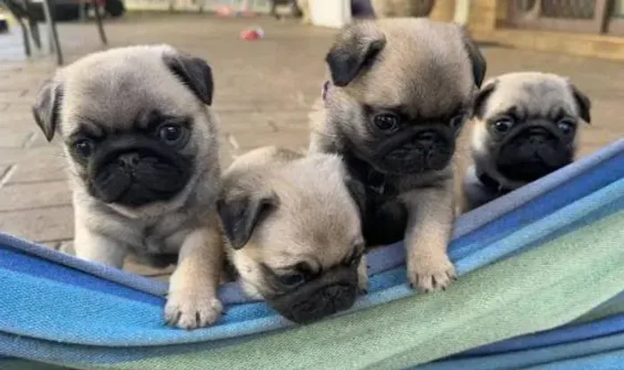 Pug Filhotes Abricot Raça Tranquila.