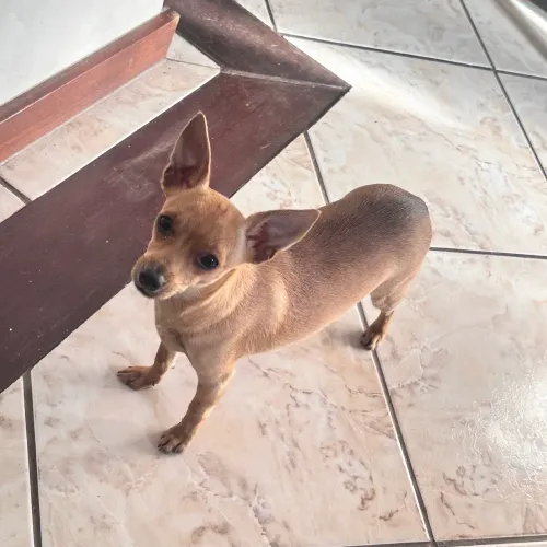 Pinscher fêmea 9 meses