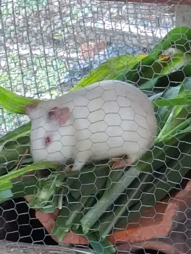 Porquinho da india 