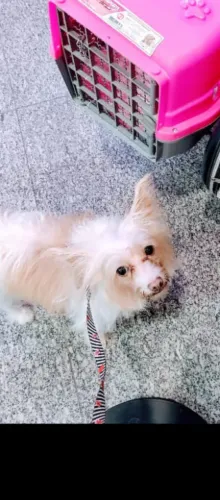 Comprar ou adotar filhote de poodle com pinscher ?