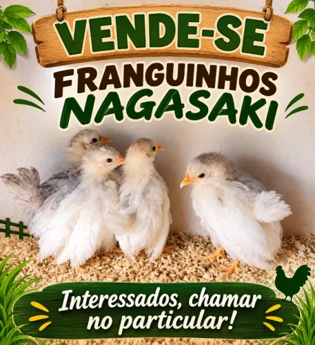Vendo franguinhos nagazaki