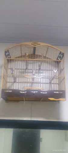 Gaiola de luxo 300.00