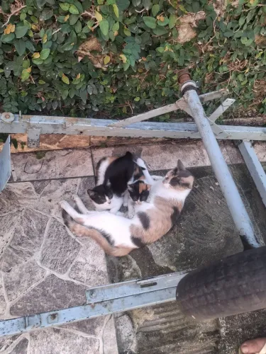 Doação de gatos