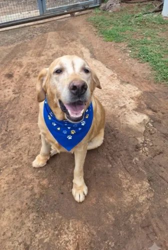 Doação Labrador - 3 anos