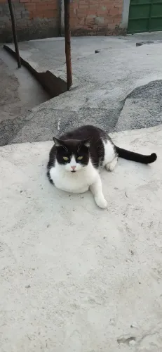 Gata Fêmea Castrada Dócil