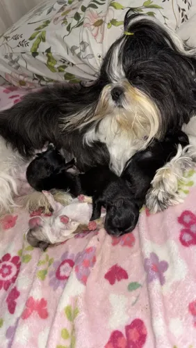 Shihtzu de alto padrão 