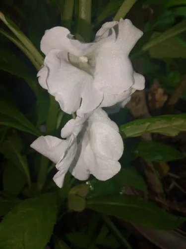 Jardim plantas Maria sem vergonha branca