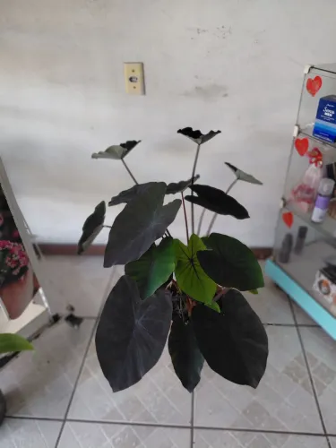 Linda alocacia