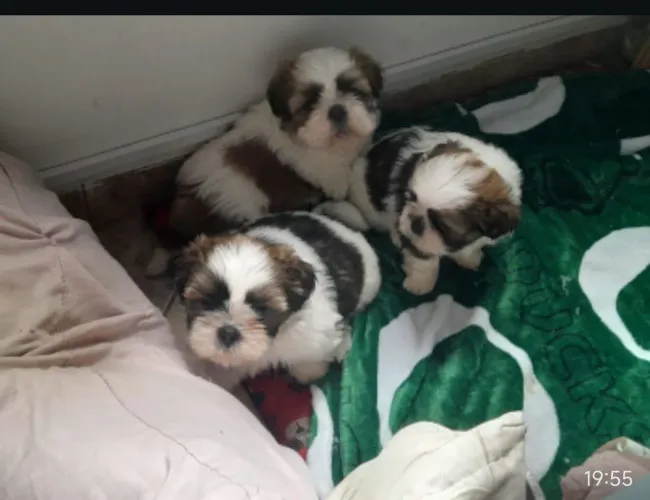 Lindo Filhote de Shih Tzu