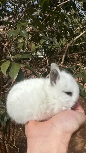 Mini Coelho 