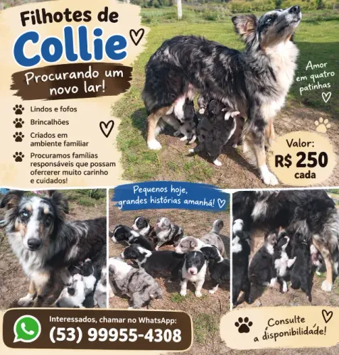 Animais de estimação 