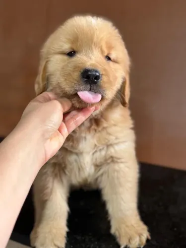 Golden