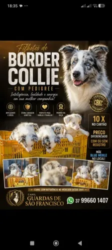 Border collie filhotes