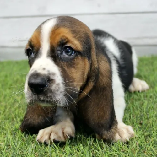 Basset Hound / Filhote de Raça pura com pedigree