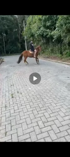 Égua prenha