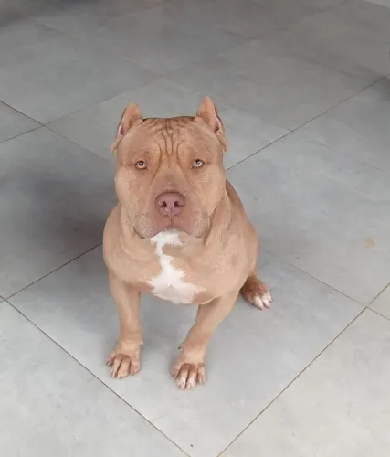 Pit Monster com pedigree.Super dócil e brincalhão..