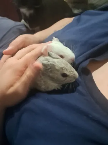 Porquinho da india