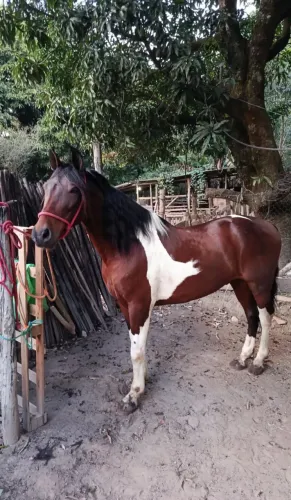 Cavalo manga larga luxo