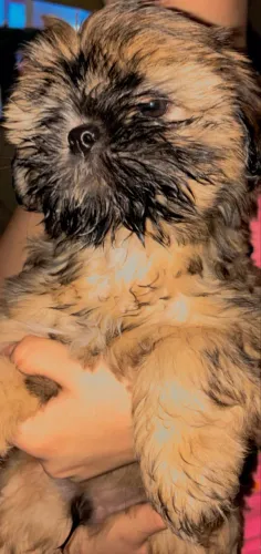 Shih tzu disponível para venda não aceito troca já completou dois meses 1000