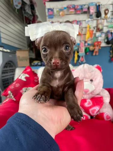Pinscher macho chocolate $1.700,00