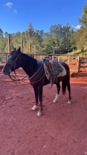 Cavalo quarto de Milha 