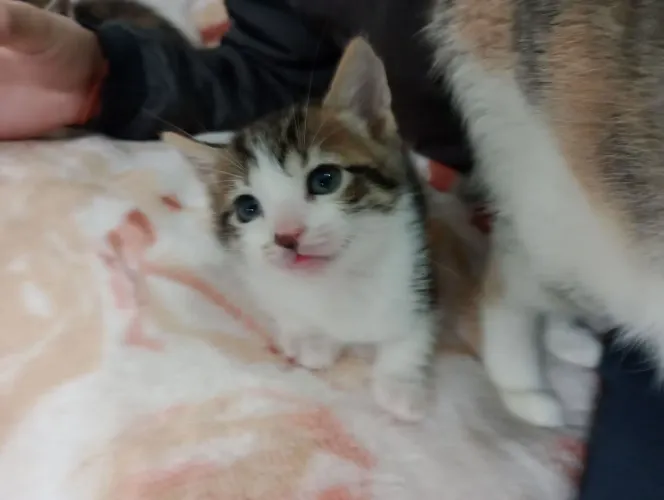 Gatinhos para doação 