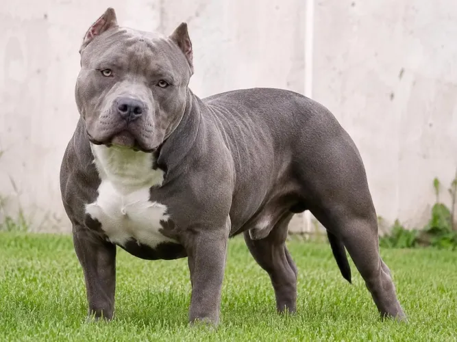 Doação de Pitbull