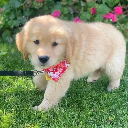 Golden retriever pronto para familia