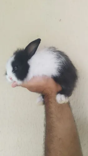 Mini coelho Lion 