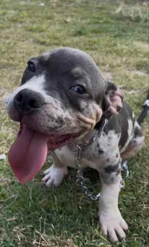 American Bully Pocket Tri Blue Merle Macho com Pedigree