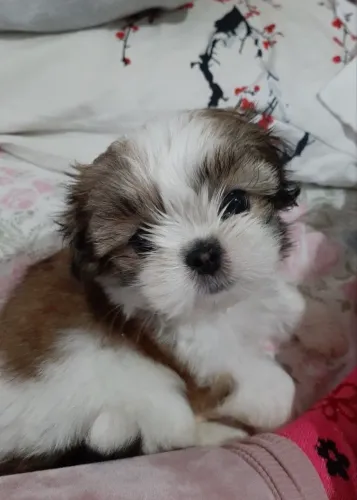 Shih tzu macho com pedigree