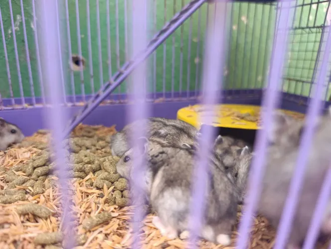 Hamster Anão Russo