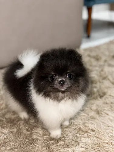 Lulu da Pomerania Femea Linda 