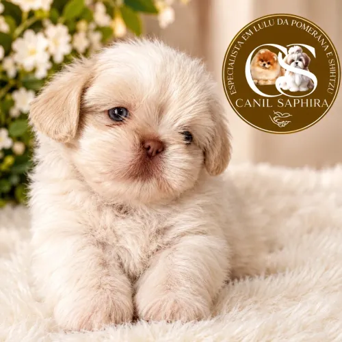 Shihtzu