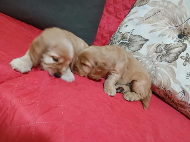 Cocker Spaniel Inglês - MACHOS 
