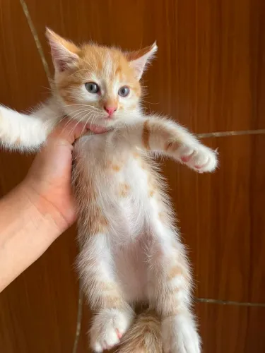 Doação de gatos 