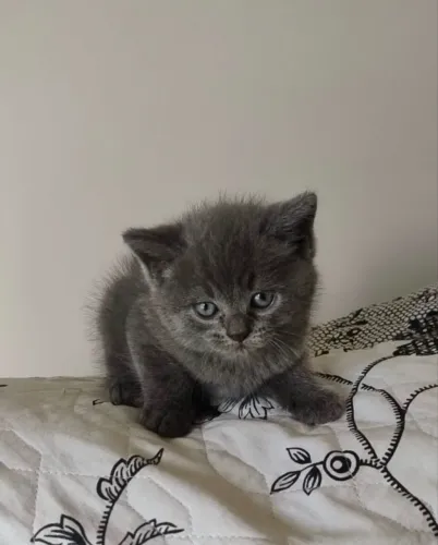 British Shorthair Blue 