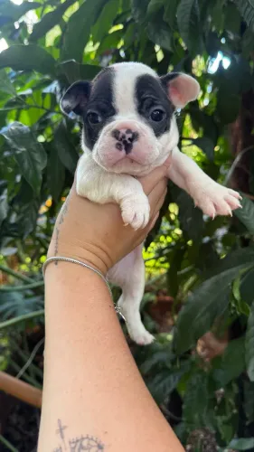 Bulldog francês pedigree assistência com microchip