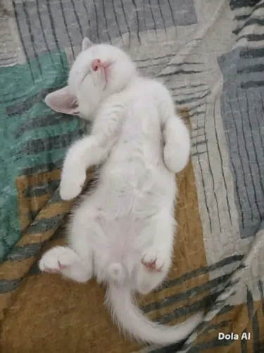 Gato para adoção
