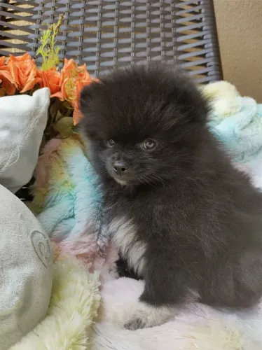 Filhote de spitz alemao preto